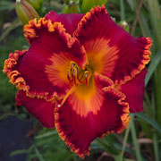 Spacecoast Sunfire Fairy Daylily